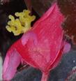  Female flower with styles and stigmas